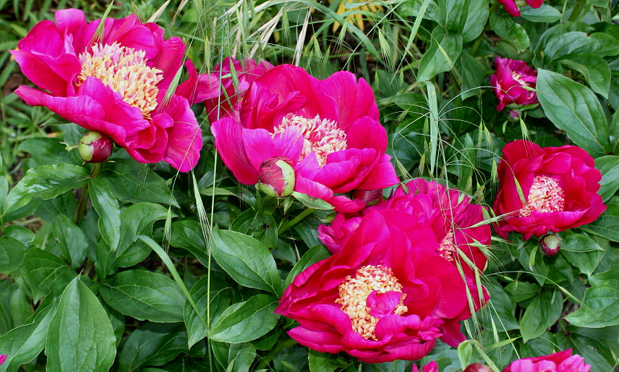 Image of Paeonia lactiflora specimen.