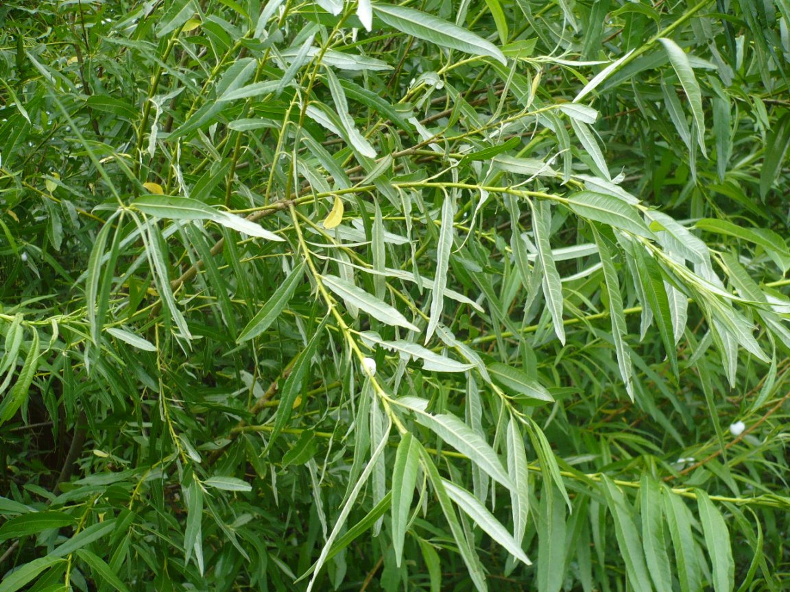 Image of Salix viminalis specimen.