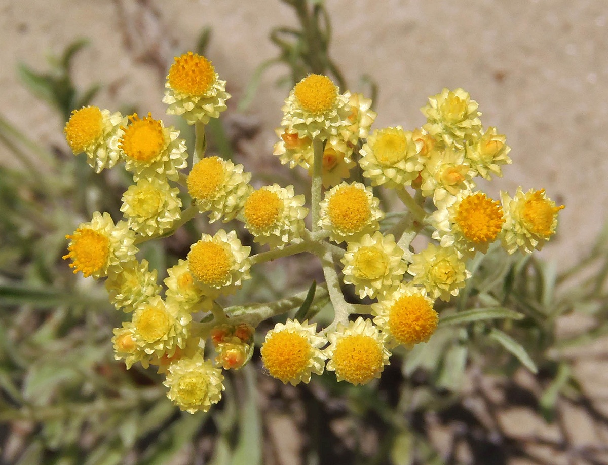 Image of Helichrysum arenarium specimen.