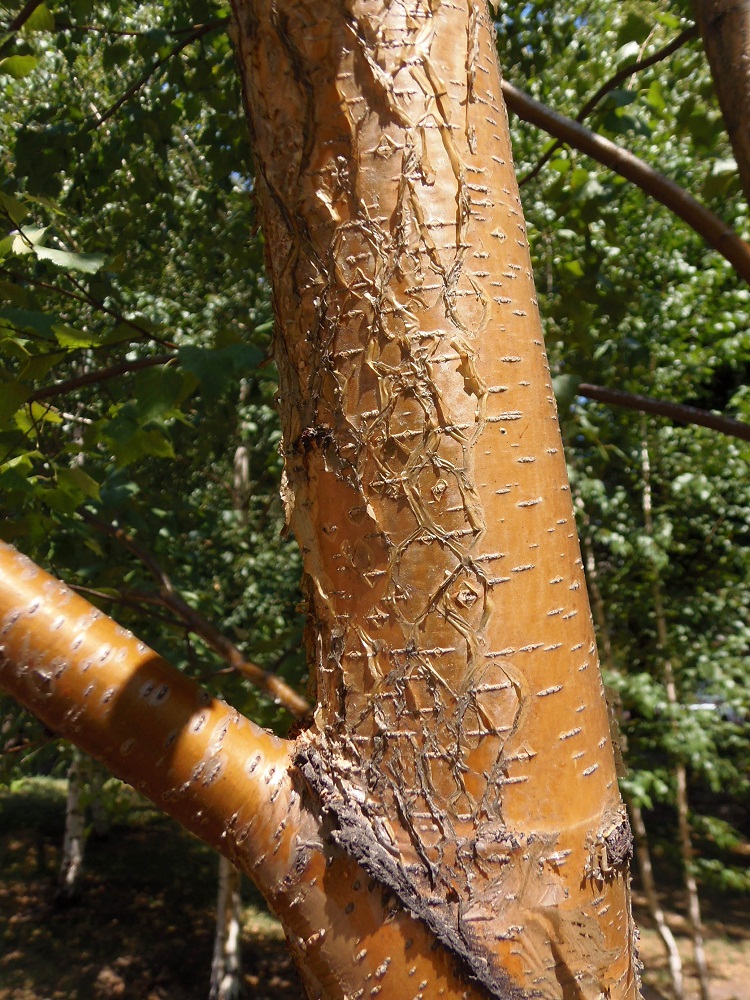 Image of Betula pendula specimen.