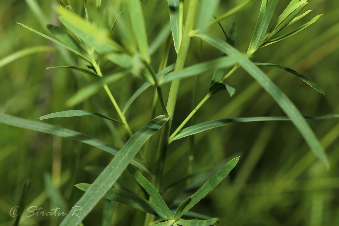 Image of Euphorbia esula specimen.