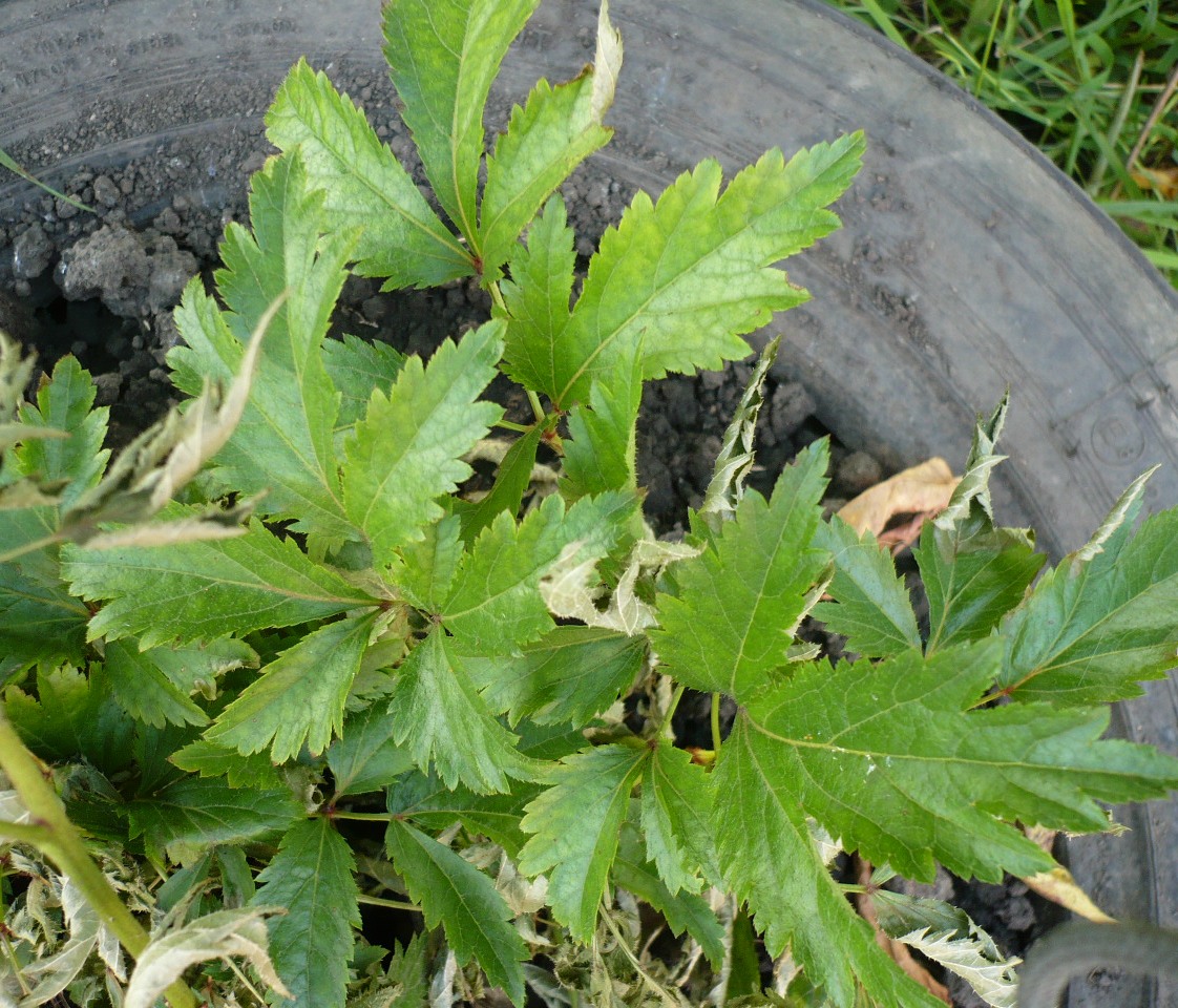 Image of genus Astilbe specimen.