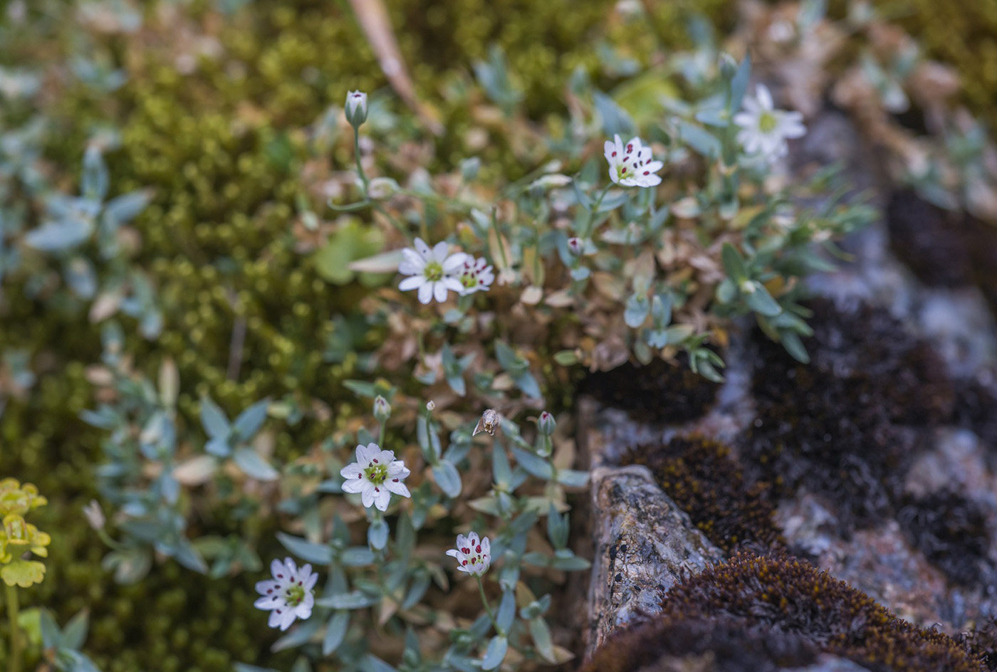 Изображение особи род Stellaria.