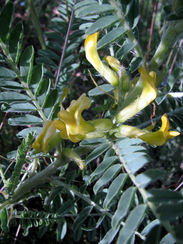 Image of Astragalus turkestanus specimen.