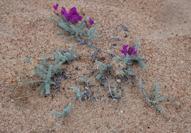 Image of Oxytropis lanata specimen.