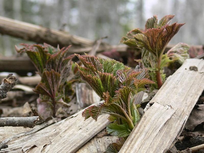 Image of Filipendula camtschatica specimen.