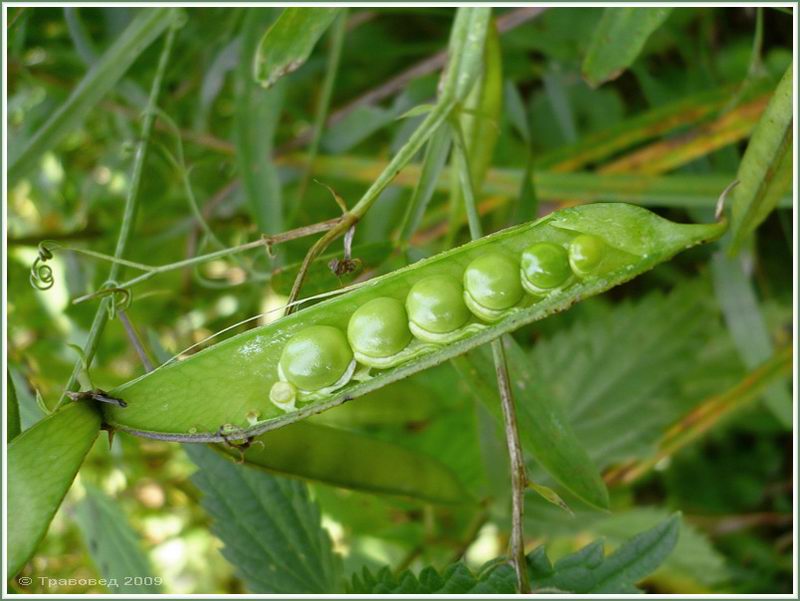 Image of Lathyrus sylvestris specimen.