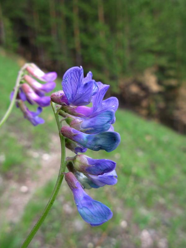 Image of Vicia multicaulis specimen.