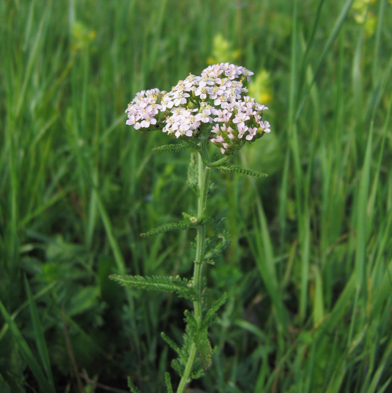 Image of Achillea asiatica specimen.