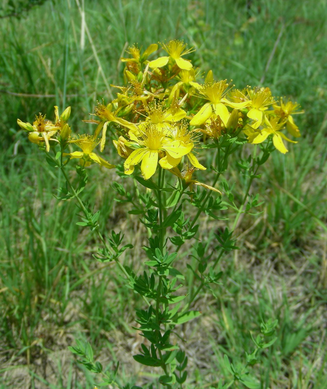 Изображение особи Hypericum perforatum.