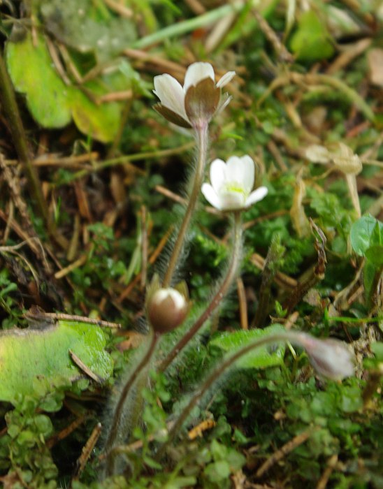 Image of Hepatica henryi specimen.