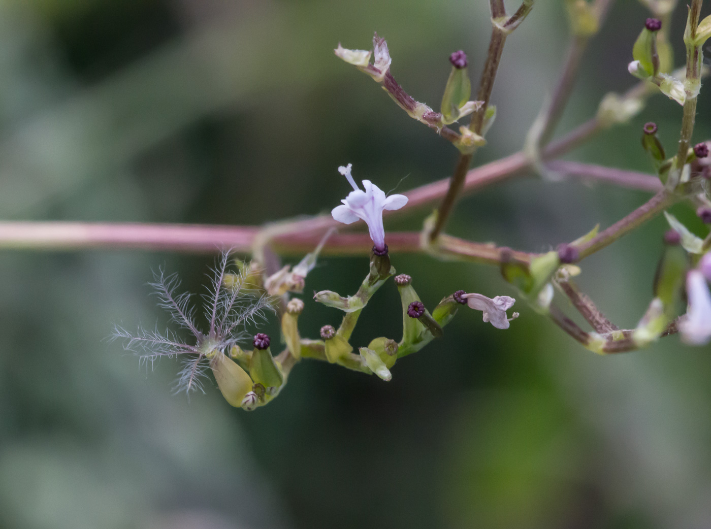 Image of Valeriana officinalis specimen.