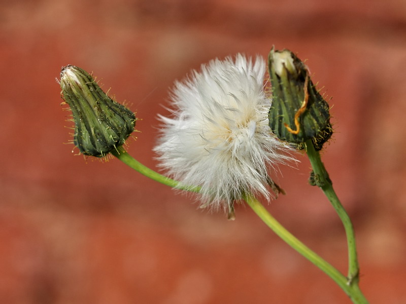 Изображение особи Sonchus arvensis.