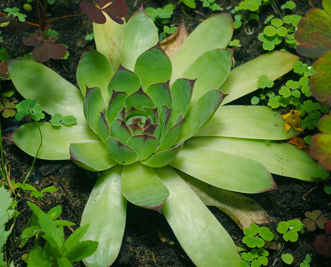 Изображение особи Sempervivum tectorum.