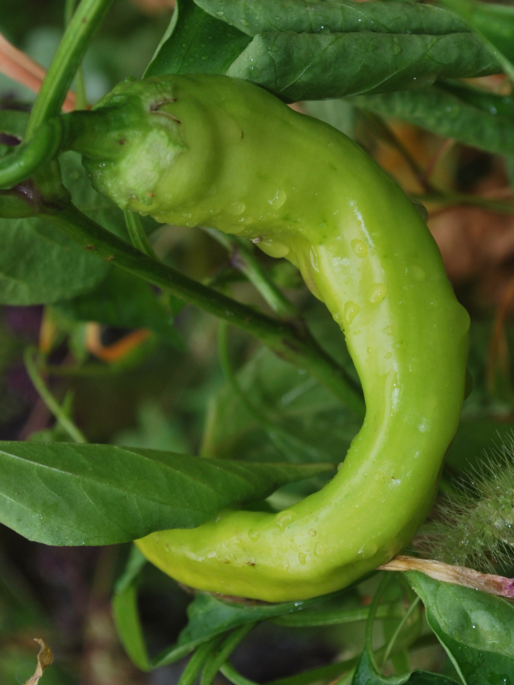 Image of Capsicum annuum specimen.