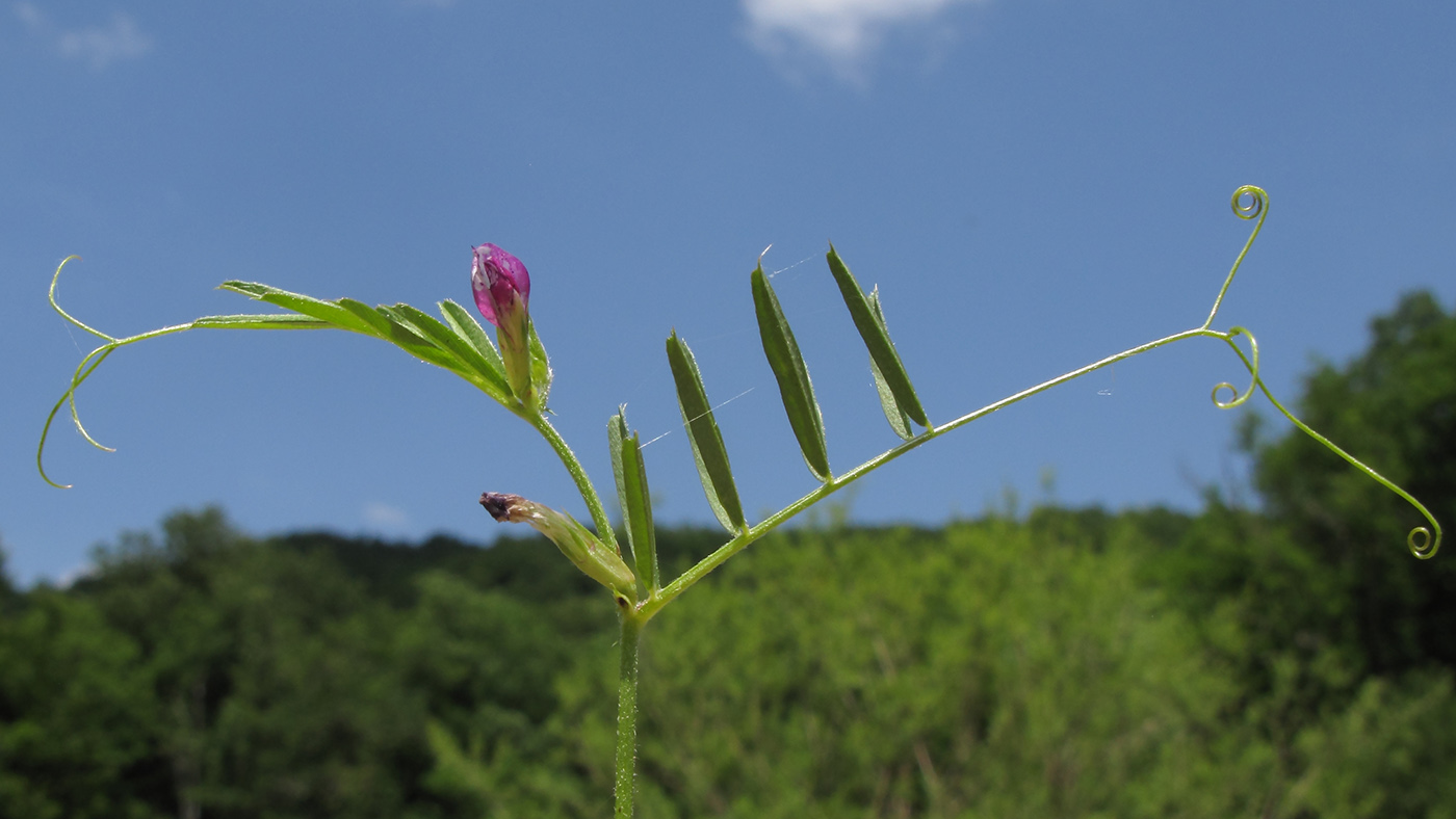 Изображение особи Vicia angustifolia.