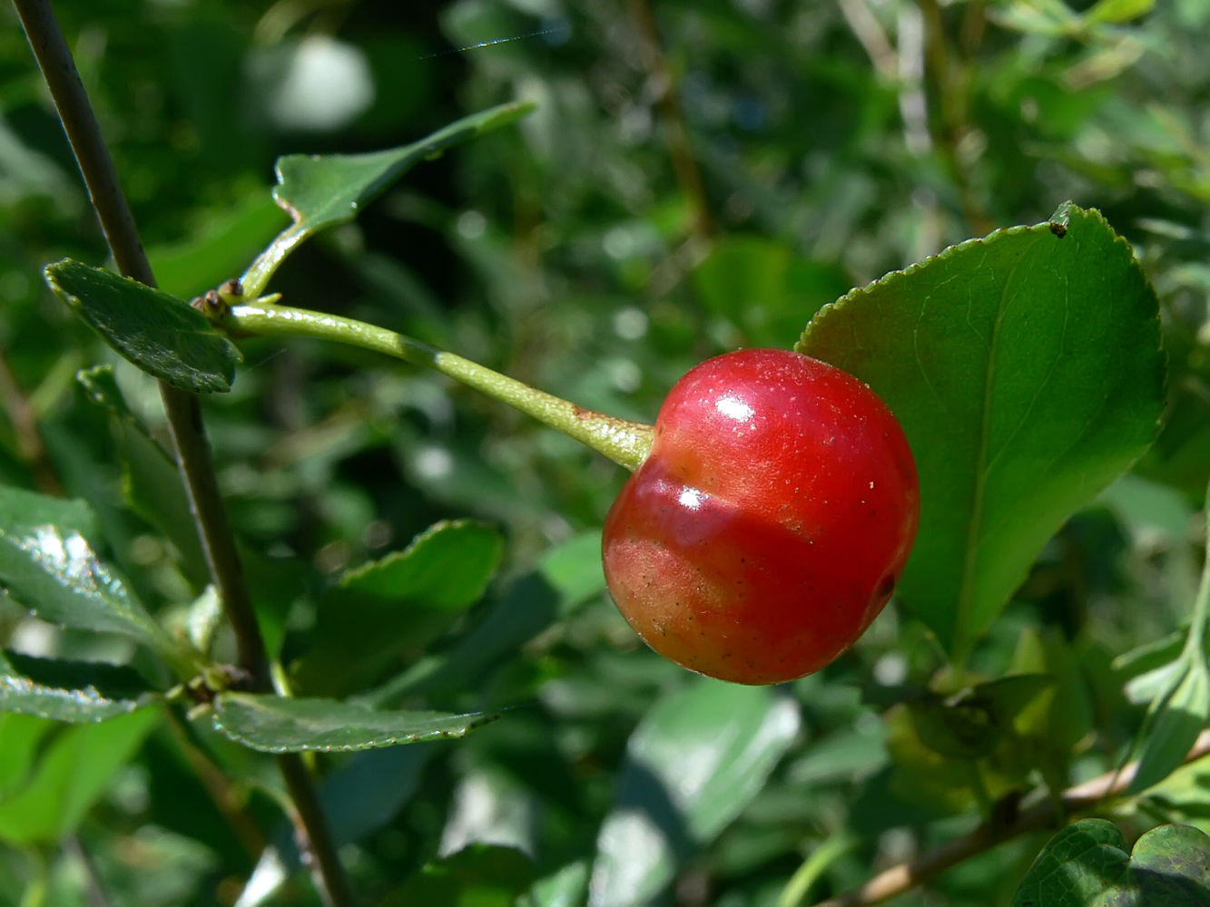 Изображение особи Cerasus fruticosa.