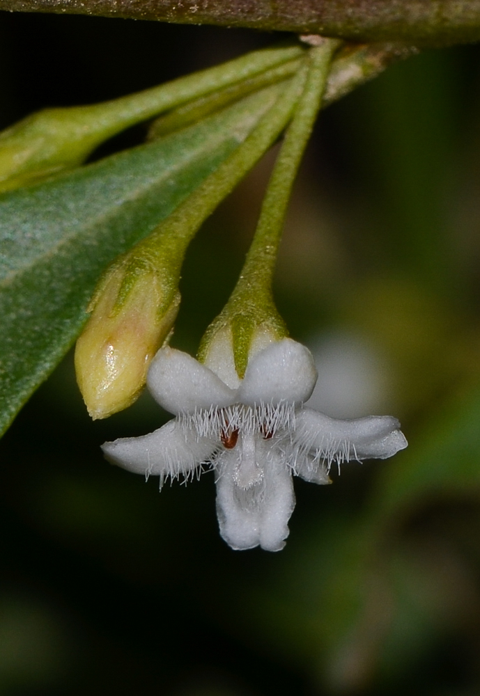 Image of Myoporum boninense specimen.