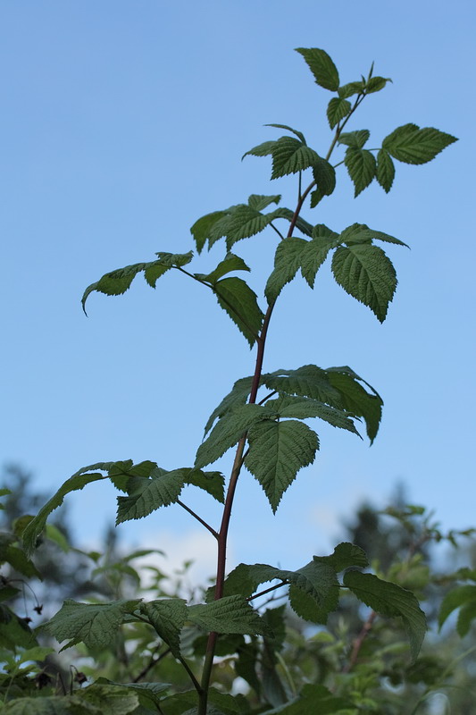 Изображение особи Rubus idaeus.