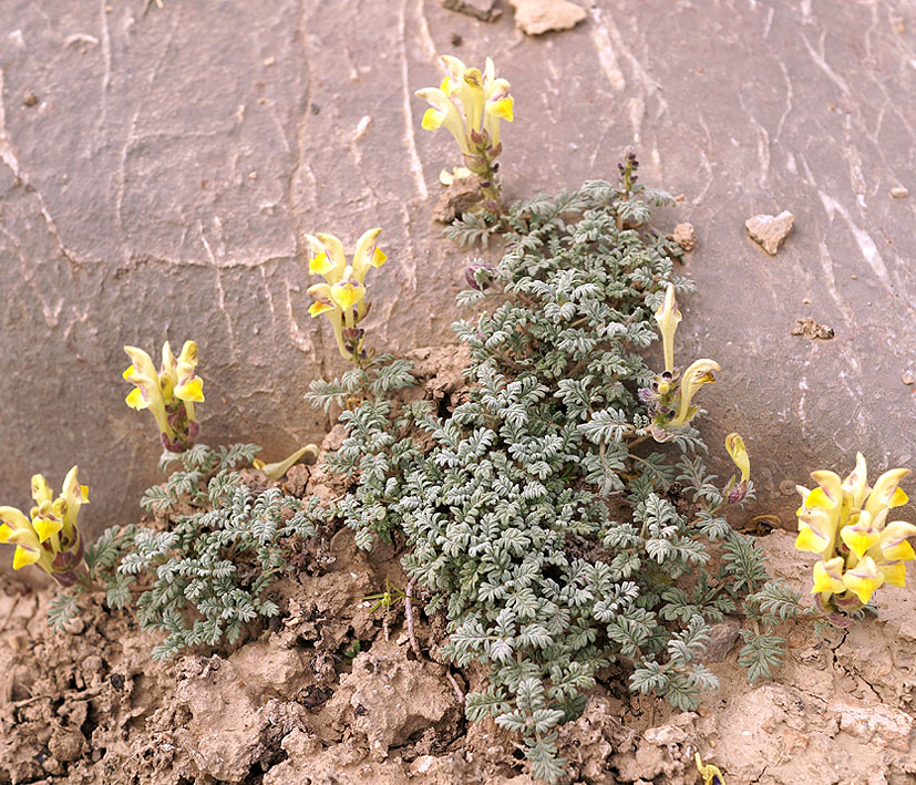 Image of Scutellaria przewalskii specimen.