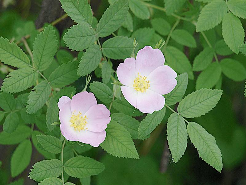 Image of Rosa acicularis specimen.