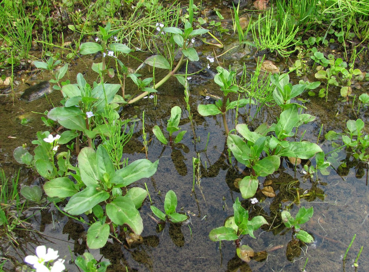 Image of Veronica beccabunga specimen.