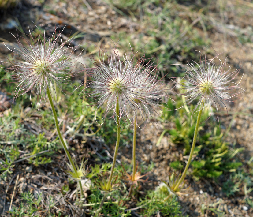 Изображение особи Pulsatilla turczaninovii.