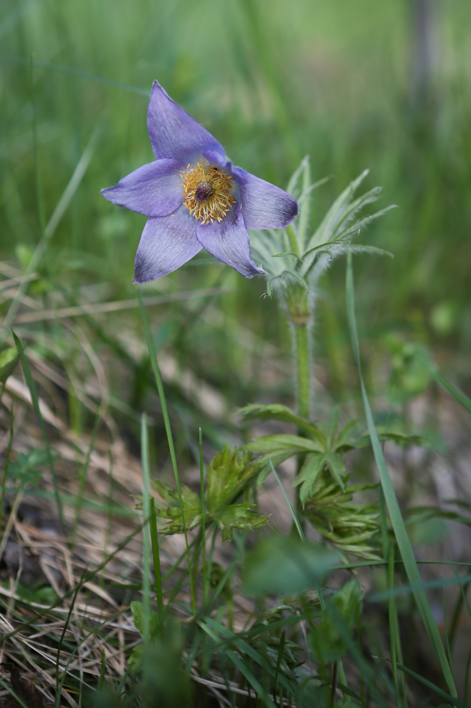 Image of Pulsatilla patens specimen.