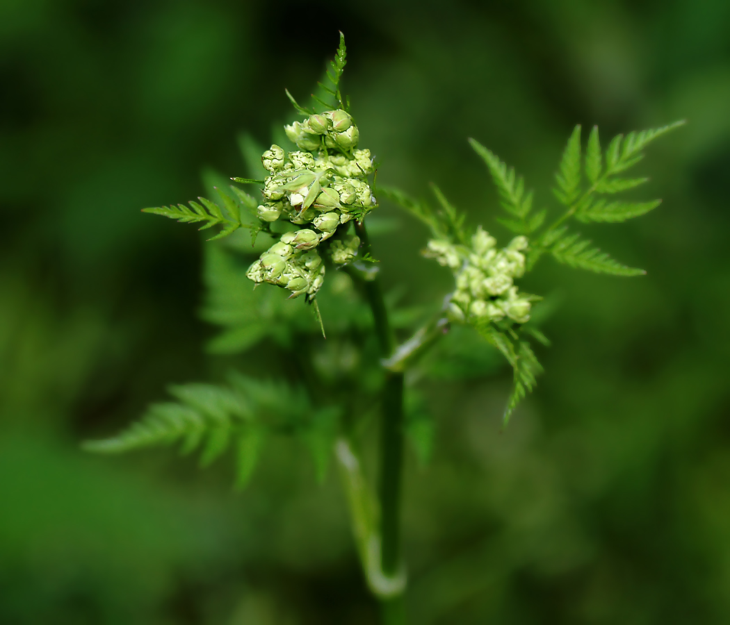 Image of Anthriscus sylvestris specimen.