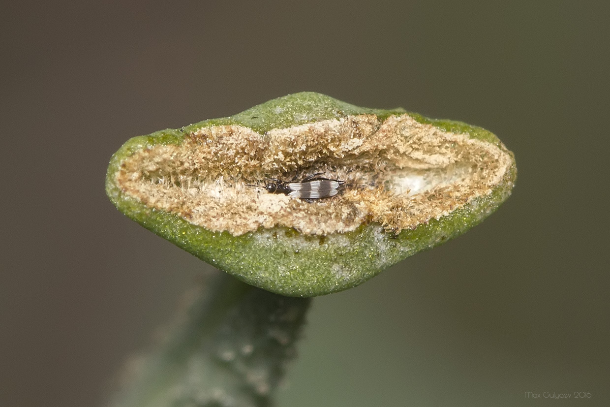 Image of Glaucium corniculatum specimen.