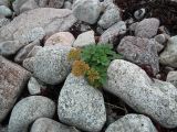 Ligusticum scoticum. Плодоносящее растение на моренной супралиторали. Кольский п-ов, Восточный Мурман, Дальние Зеленцы, восточный берег губы Ярнышная. 17.08.2016.