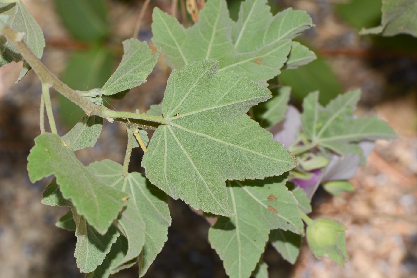 Image of Malva subovata specimen.