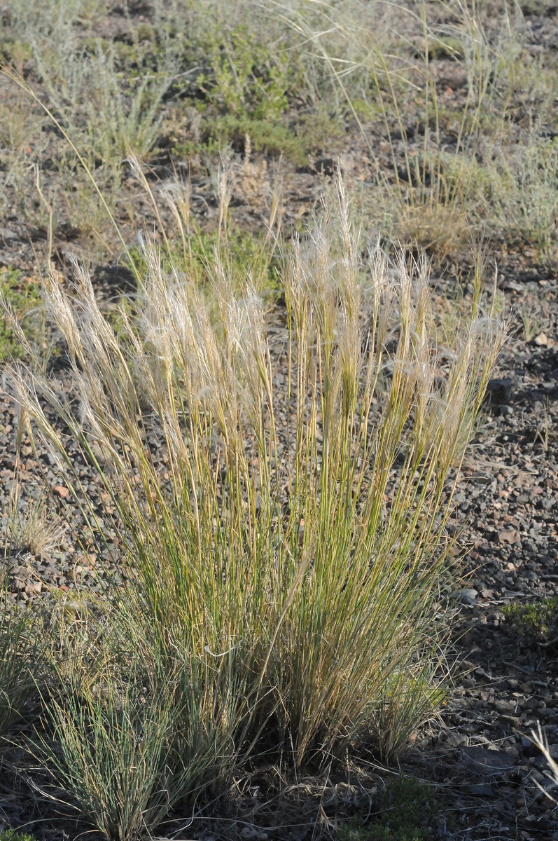 Изображение особи род Stipa.