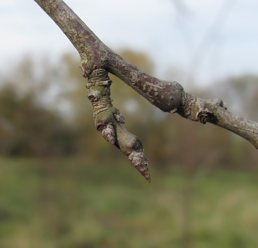 Изображение особи Prunus domestica.