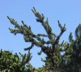 Pinus aristata. Ветви верхней части кроны. Южный берег Крыма, Никитский ботанический сад, в культуре. 22 июня 2016 г.