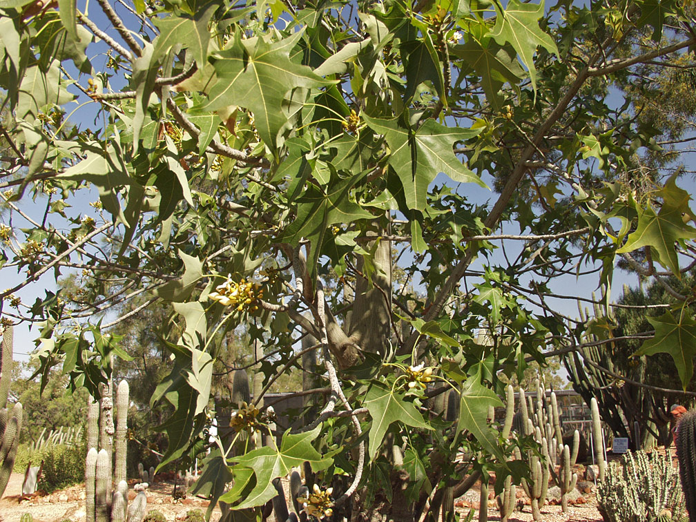 Изображение особи Brachychiton australis.