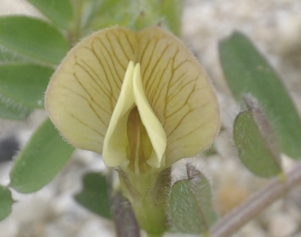 Image of Vicia hybrida specimen.