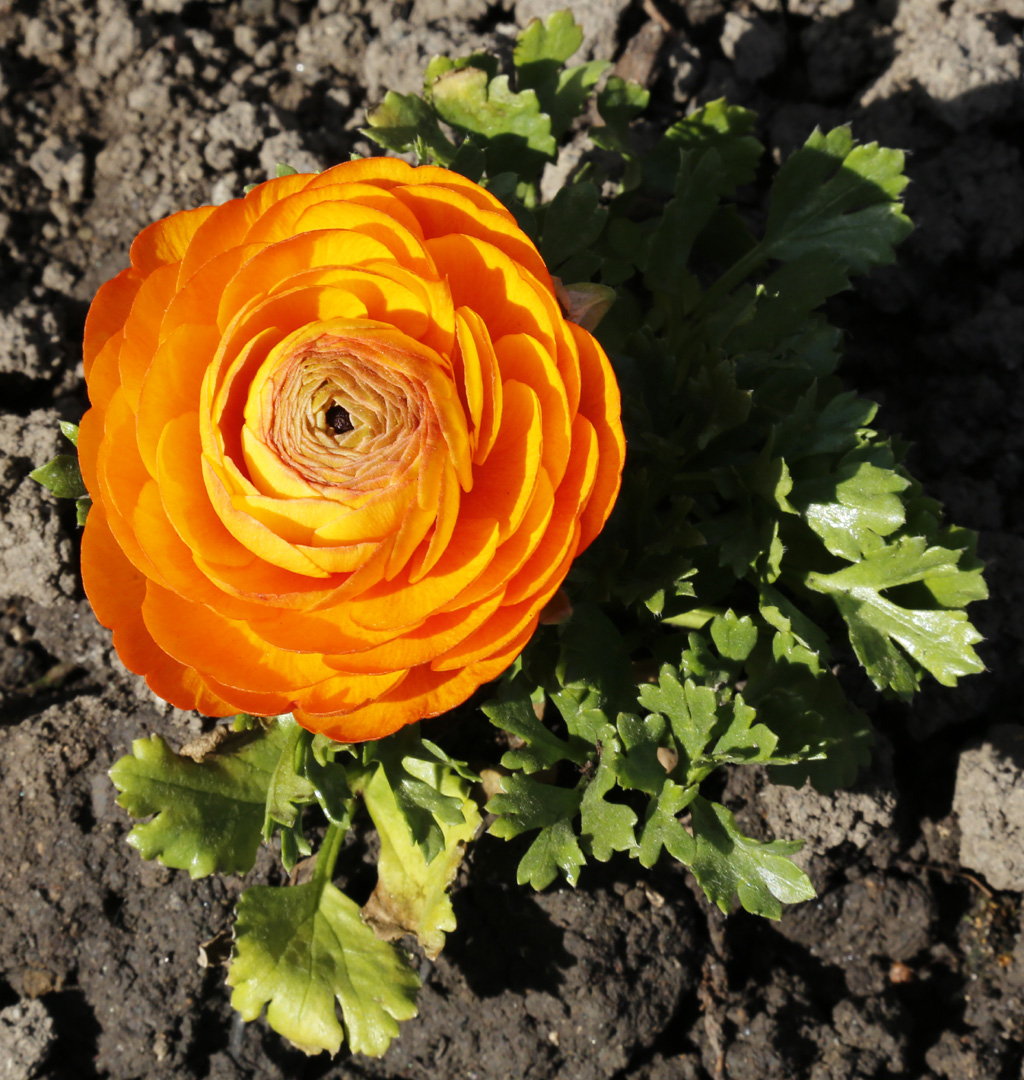 Image of Ranunculus asiaticus specimen.