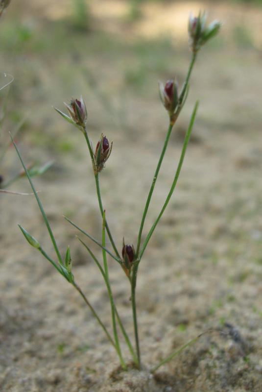 Изображение особи Juncus ambiguus.