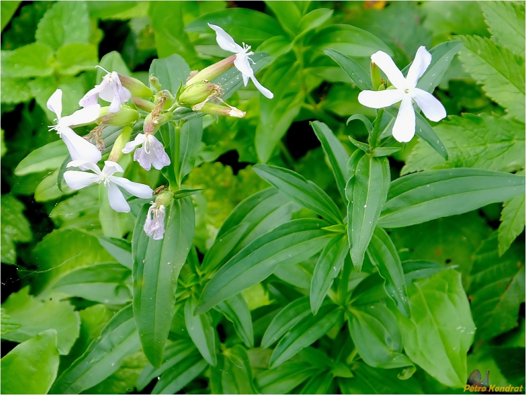 Изображение особи Saponaria officinalis.