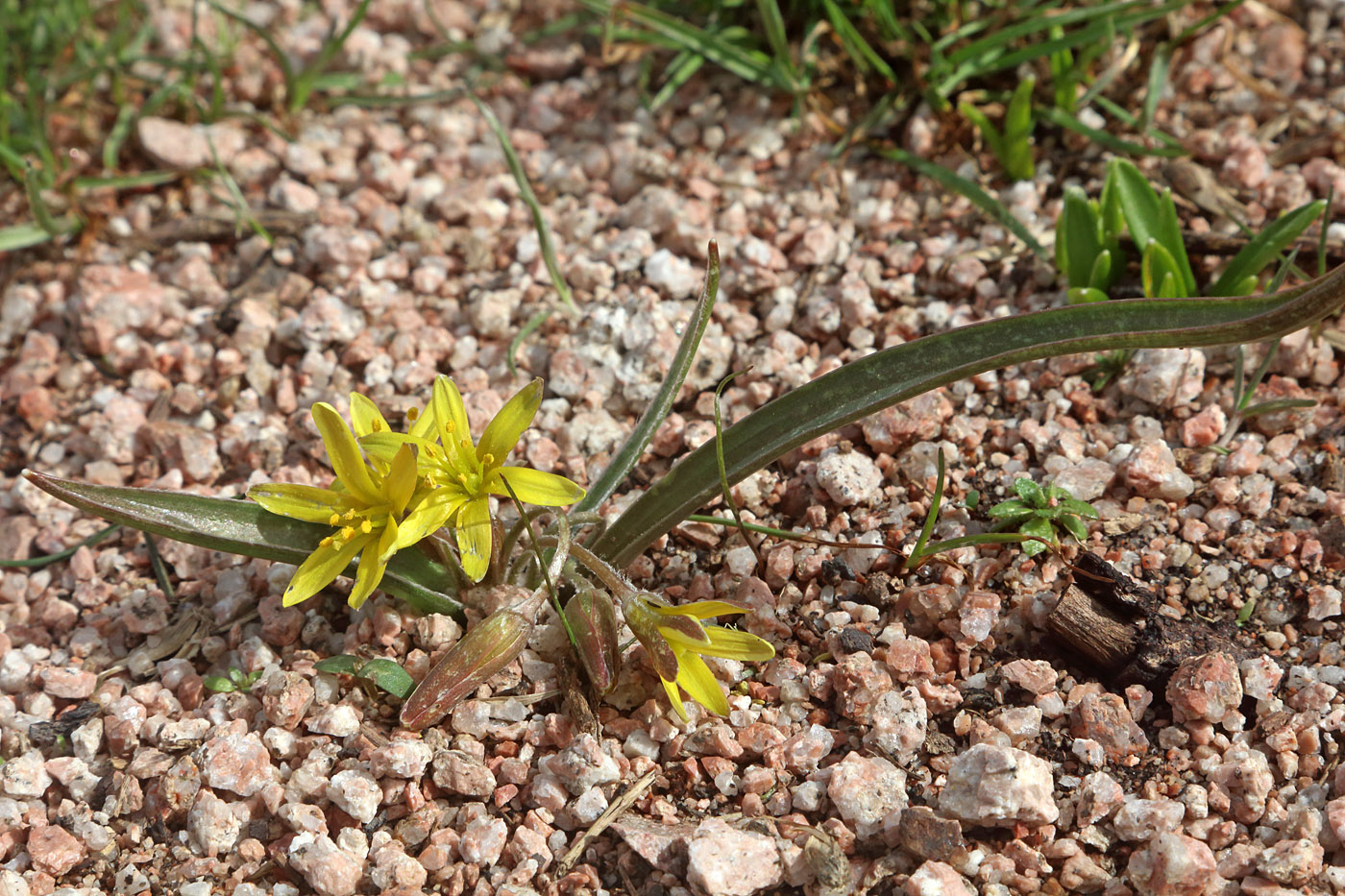 Image of Gagea turkestanica specimen.