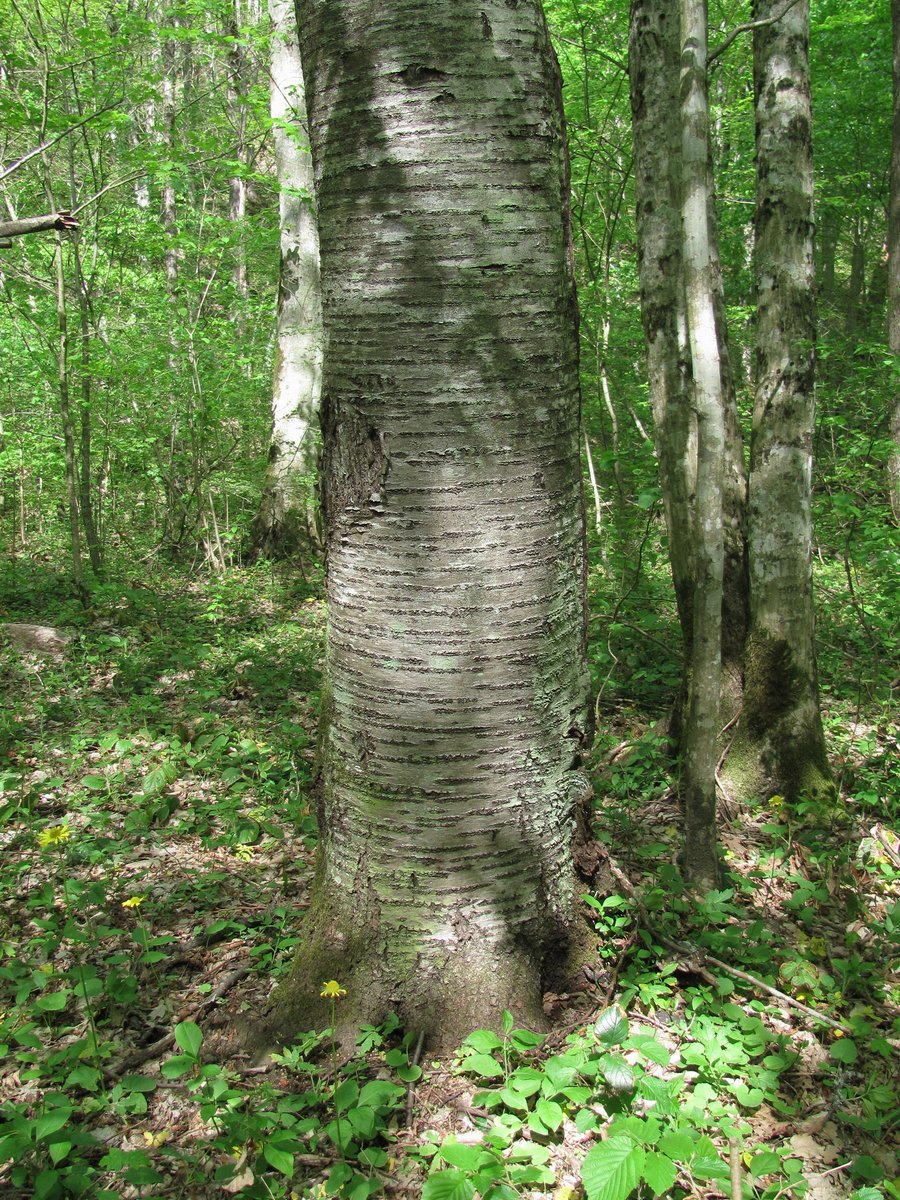 Image of Cerasus avium specimen.