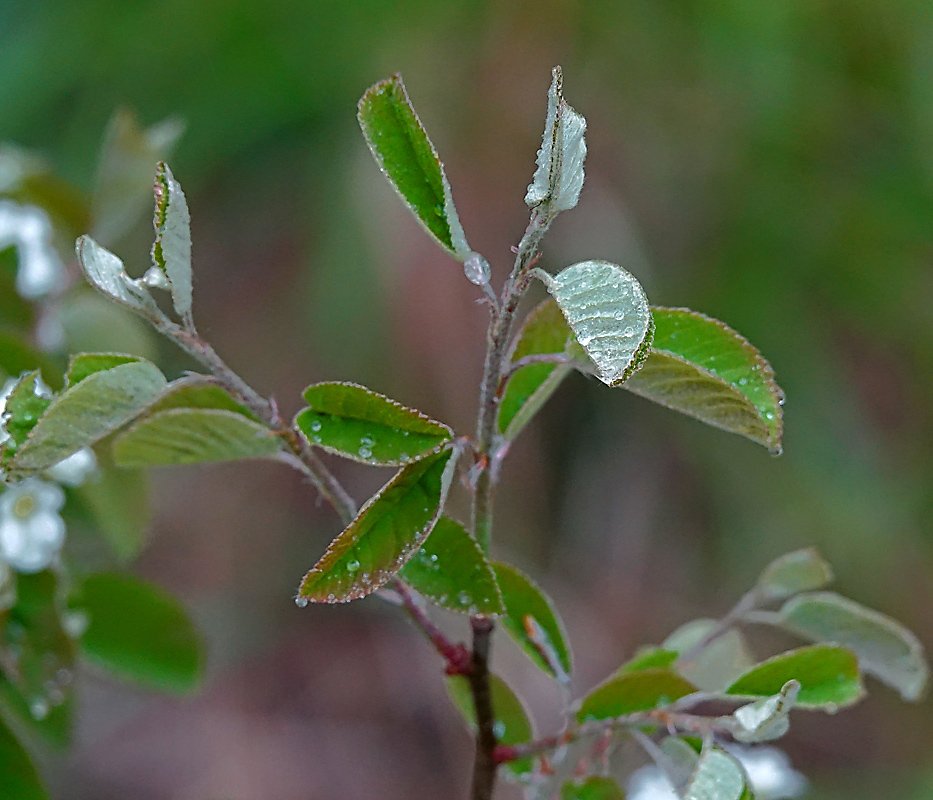 Image of Amelanchier spicata specimen.