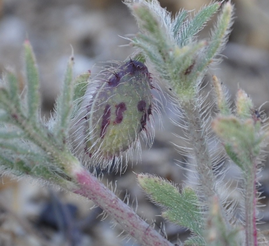 Image of Papaver rhoeas specimen.