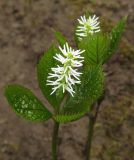 Chloranthus quadrifolius