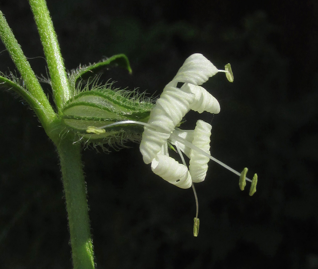 Изображение особи Silene dichotoma.