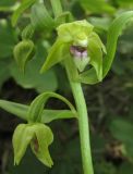 Epipactis euxina. Часть соцветия. Краснодарский край, м/о город-курорт Геленджик, окр. хут. Джанхот, гора Святая Нина, горельник в сосновом лесу. 10 июня 2017 г.