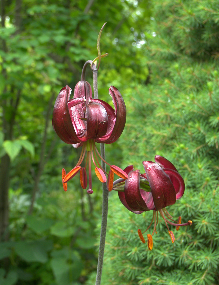 Image of Lilium sanguineopurpureum specimen.