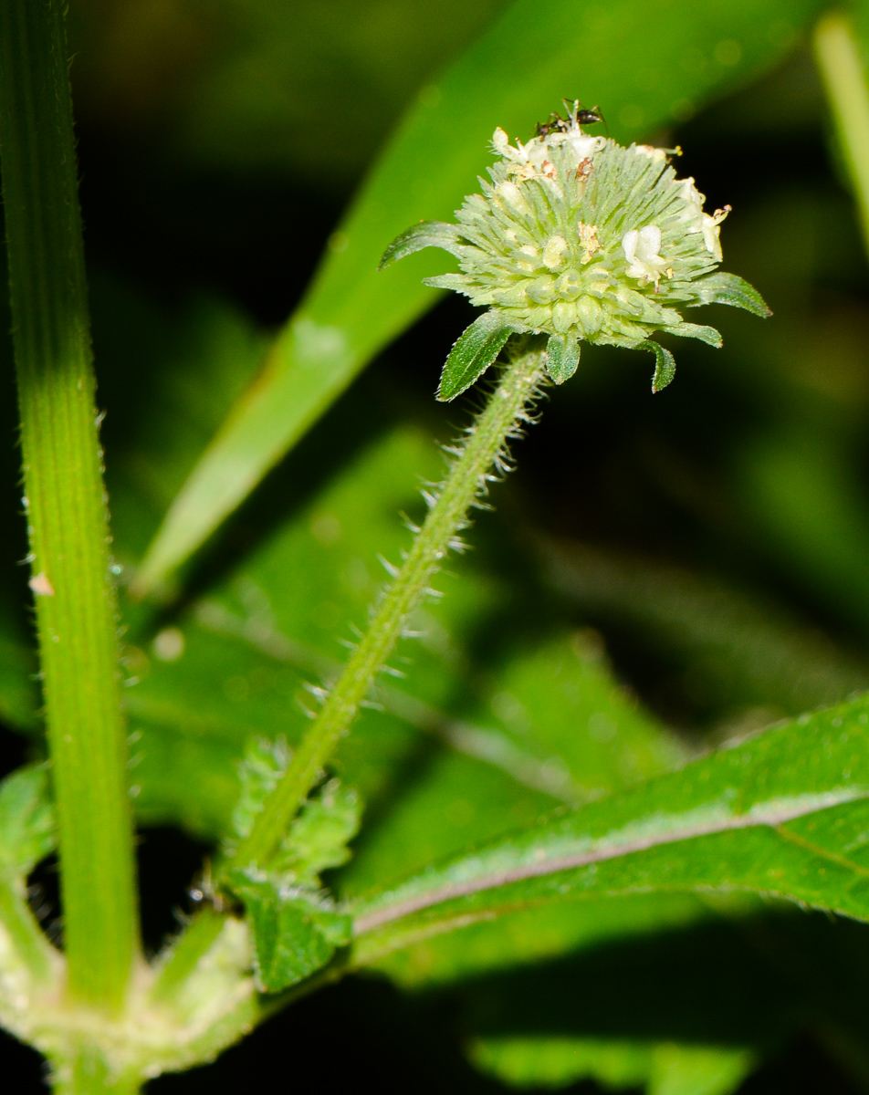 Image of Hyptis capitata specimen.