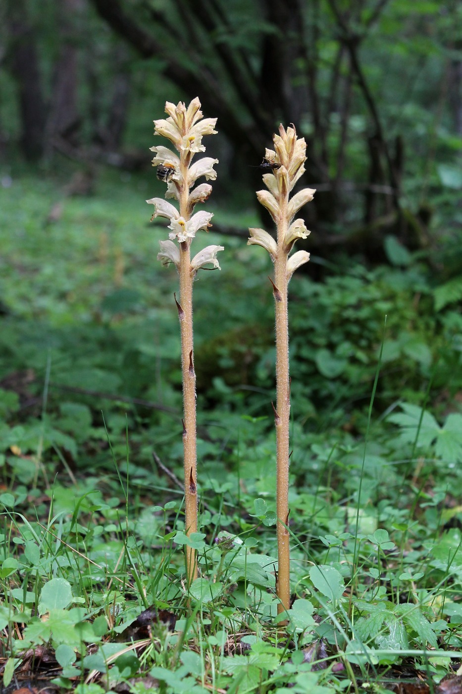 Image of Orobanche laxissima specimen.